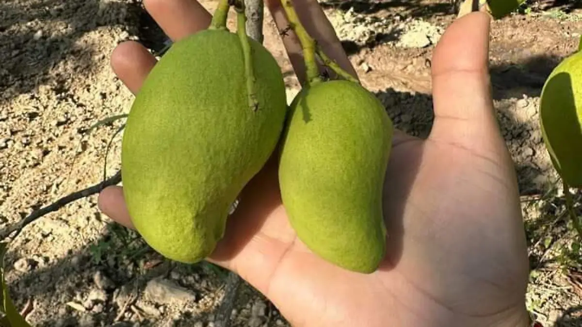 Mangos en las manos de un hombre